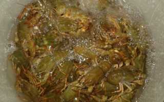 Раки: полезные свойства, противопоказания, польза и вред