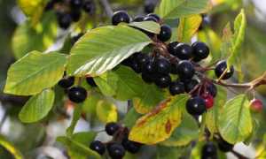 Бессмертник песчаный: применение в медицине и косметологии