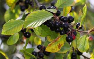 Бессмертник песчаный: применение в медицине и косметологии