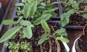 Коровяк: свойства, применение, противопоказания и особенности создания лечебных препаратов на основе растения