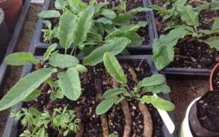 Коровяк: свойства, применение, противопоказания и особенности создания лечебных препаратов на основе растения