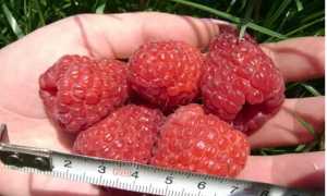 Малина дерево сказка описание сорта фото отзывы
