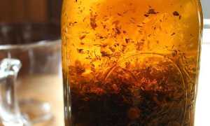 Володушка золотистая: заготовка, польза и вред, народное лечение, противопоказания