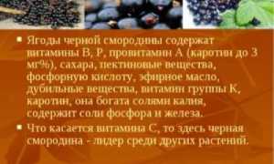 Красная смородина