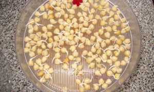 Турецкий горох нут