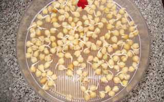 Турецкий горох нут