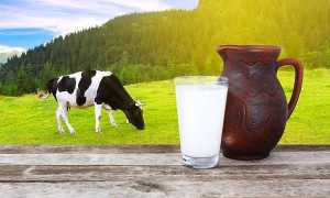 Чем полезно молоко: из чего оно состоит и для кого может быть вредно