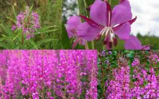 Белый кипрейный мед: состав и применение, полезные свойства