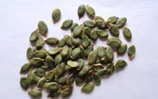 Семена тыквы