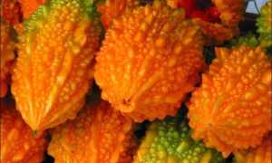 Описание африканского рогатого огурца сорта мелотрия, выращивание и уход