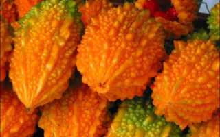 Описание африканского рогатого огурца сорта мелотрия, выращивание и уход