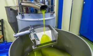 Оливковое масло: польза для здоровья и как выбрать лучшее