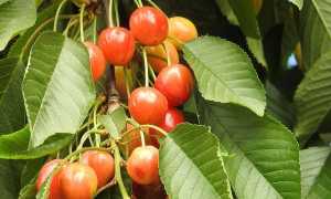 Калорийность черешни, ее полезные свойства, польза и вред