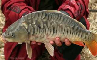 Сазан: полезные свойства рыбы, химический состав