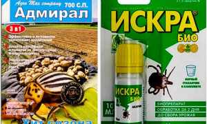 Если на клубнике появился долгоносик: эффективные меры борьбы и защиты