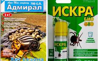 Если на клубнике появился долгоносик: эффективные меры борьбы и защиты