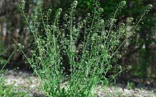 Пастушья сумка