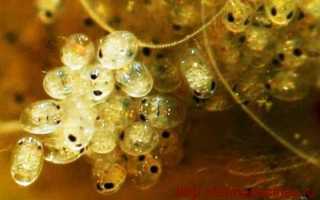 Ловля черноморской креветки