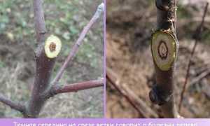 Когда обрезать яблони