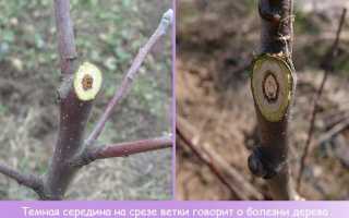 Когда обрезать яблони