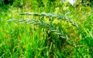 Лечебные свойства и противопоказания пырея ползучего, рецепты народной медицины