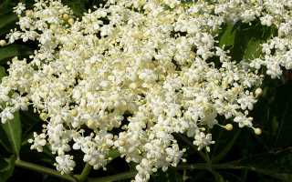 Бузина черная. ягоды и цветы бузины черной: лечебные свойства, применение