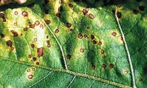 С какими культурами по соседству лучше выращивать баклажаны в теплице