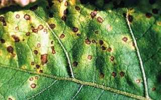 С какими культурами по соседству лучше выращивать баклажаны в теплице