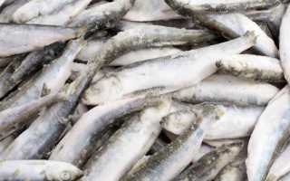 Килька: польза и вред маленькой рыбки. как употреблять кильку для пользы, потенциальный вред кильки при заболеваниях желудка