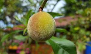 Персики: польза и вред для здоровья, сколько можно съесть
