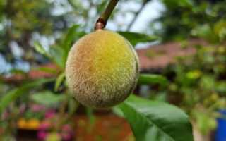 Персики: польза и вред для здоровья, сколько можно съесть