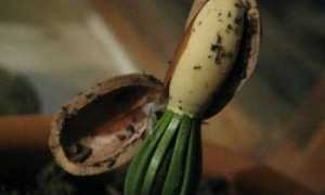 На каком дереве растут кедровые орехи и как выглядят