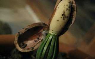 На каком дереве растут кедровые орехи и как выглядят