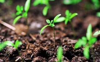 Как консервировать помидоры черри