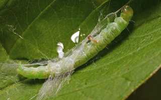 Болезни яблони: описание с фотографиями и способы лечения