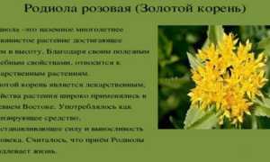 Родиола розовая: полезные свойства, противопоказания, как вырастить и размножить, способ заготовки и употребления