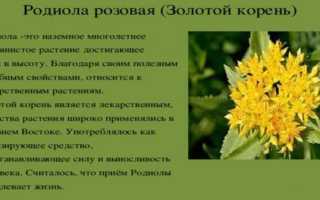 Родиола розовая: полезные свойства, противопоказания, как вырастить и размножить, способ заготовки и употребления