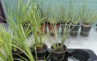 Аир болотный