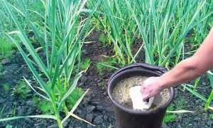 Правильная подготовка и обработка чеснока перед посадкой под зиму: подходящие средства для протравливания (марганцовка, фитоспорин, максим)