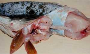 Как засолить форель: 7 вкусных и быстрых рецептов в домашних условиях