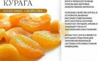 Калорийность, польза и вред кураги для организма человека