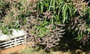 Фрукт манго: «король» среди экзотов