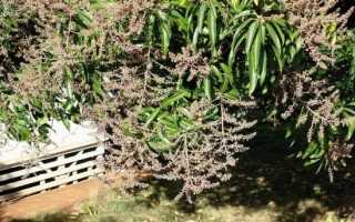 Фрукт манго: «король» среди экзотов