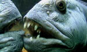 Рецепт зубатка жареная. калорийность, химический состав и пищевая ценность