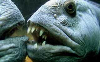 Рецепт зубатка жареная. калорийность, химический состав и пищевая ценность