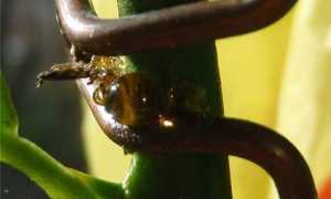 Как растут апельсины