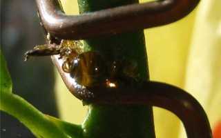 Как растут апельсины