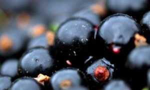 Красная смородина: польза и вред для здоровья