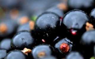 Красная смородина: польза и вред для здоровья