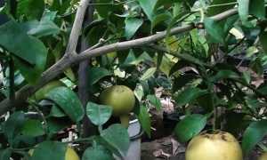 Основные способы чистки грейпфрута